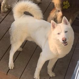 Thor - Siberian Husky