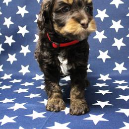 Red collar  Tango - Chocolate male Australian Labradoodle puppy in Provo, Utah from EllsWORTH Labradoodles LLC
