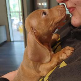 Axel - Gray (blue) male Dachshund puppy in Marshall, Texas from Wilson's Kennels