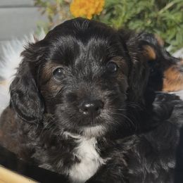 Video of litter - Black tri-color female Aussiedoodle puppy in Meridian, Idaho from Saguaro Jasper Aussiedoodles