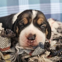 Tri color male 1 - Black tan and white male Beagle puppy in Spring Branch, Texas from Lost Trail Kennels