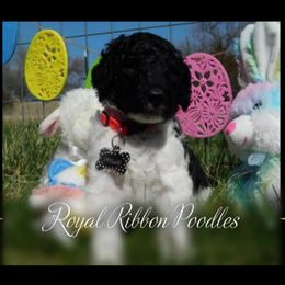 Boy 3 - Poodle puppy in Wilber, Nebraska from Royal Ribbon Poodles