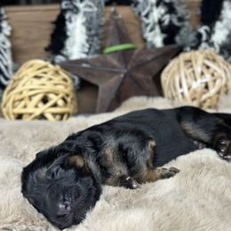 Xenos - Green - Black and red male German Shepherd puppy in Iola, Wisconsin from DeFelice's German Shepherds
