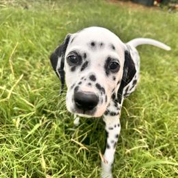 Astro - White and black male Dalmatian puppy in Arlington, Texas from Bri’s Spot Garden - Glasscock Dalmatians