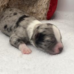 BMM - Blue merle male Miniature Australian Shepherd puppy in Norco, California from River Springs Aussies