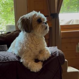 Jewels - Shih Tzu