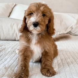 Johnny - Brown collar - Red  male Goldendoodle puppy in Ruthorfordton, North Carolina from Duncan Doodles Goldendoodles