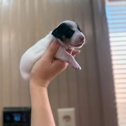 RayNe - Piebald female Dachshund puppy in Nashville, Arkansas from Cuddles n Curls