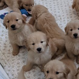 Golden Retrievers from Briton Goldens