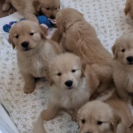Golden Retrievers from Briton Goldens