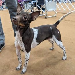 Marvel - American Hairless Terrier