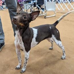 Marvel - American Hairless Terrier
