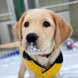 Labrador Retrievers from Circle Tail