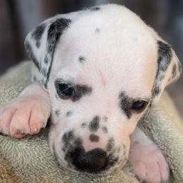 Girl 8 - White and black female Dalmatian puppy in Maryville, Tennessee from Coachside Dalmatians