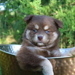 Petal - Red and white female Pomsky puppy in Missouri from Husky Hill Kennel