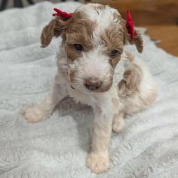 Belle - Parti female Goldendoodle puppy in Juliette, Georgia from Megan's Goldendoodles