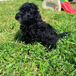 Eloise - Black female Goldendoodle puppy in Cocoa, Florida from The Beach Doodles