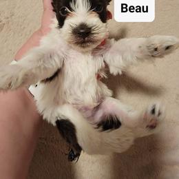 Miniature Schnauzer Puppies from Little Schnauzer Paws