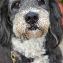 Bernedoodles from Designer Therapy Pups
