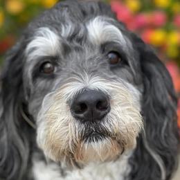Bernedoodles from Designer Therapy Pups