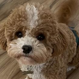 TJ - Cavapoo