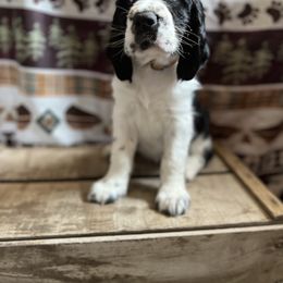 English Springer Spaniel Puppies from Kaveman Springers