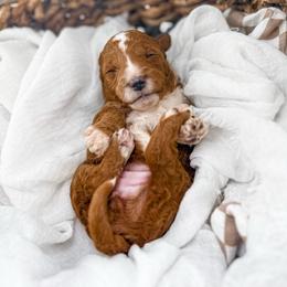 It's The Little Things- Candle Light - Red  female Goldendoodle puppy in Russell Springs, Kentucky from Milk & Honey Doodles