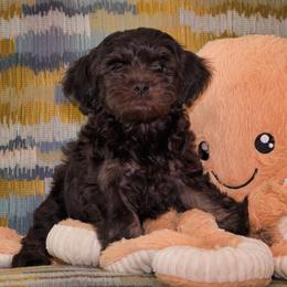 Havana Silk Dog Puppies from Treasure Isle Silks