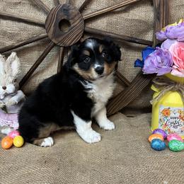 Black Tri Female number 2 - Black tri female Miniature American Shepherd puppy in Cowlitz County, Washington from Pleasant Woods Miniature American Shepherds