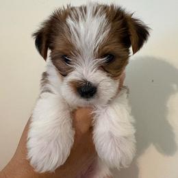 Bailey - Parti male Yorkshire Terrier puppy in Beulaville, North Carolina from Sunset Ranch