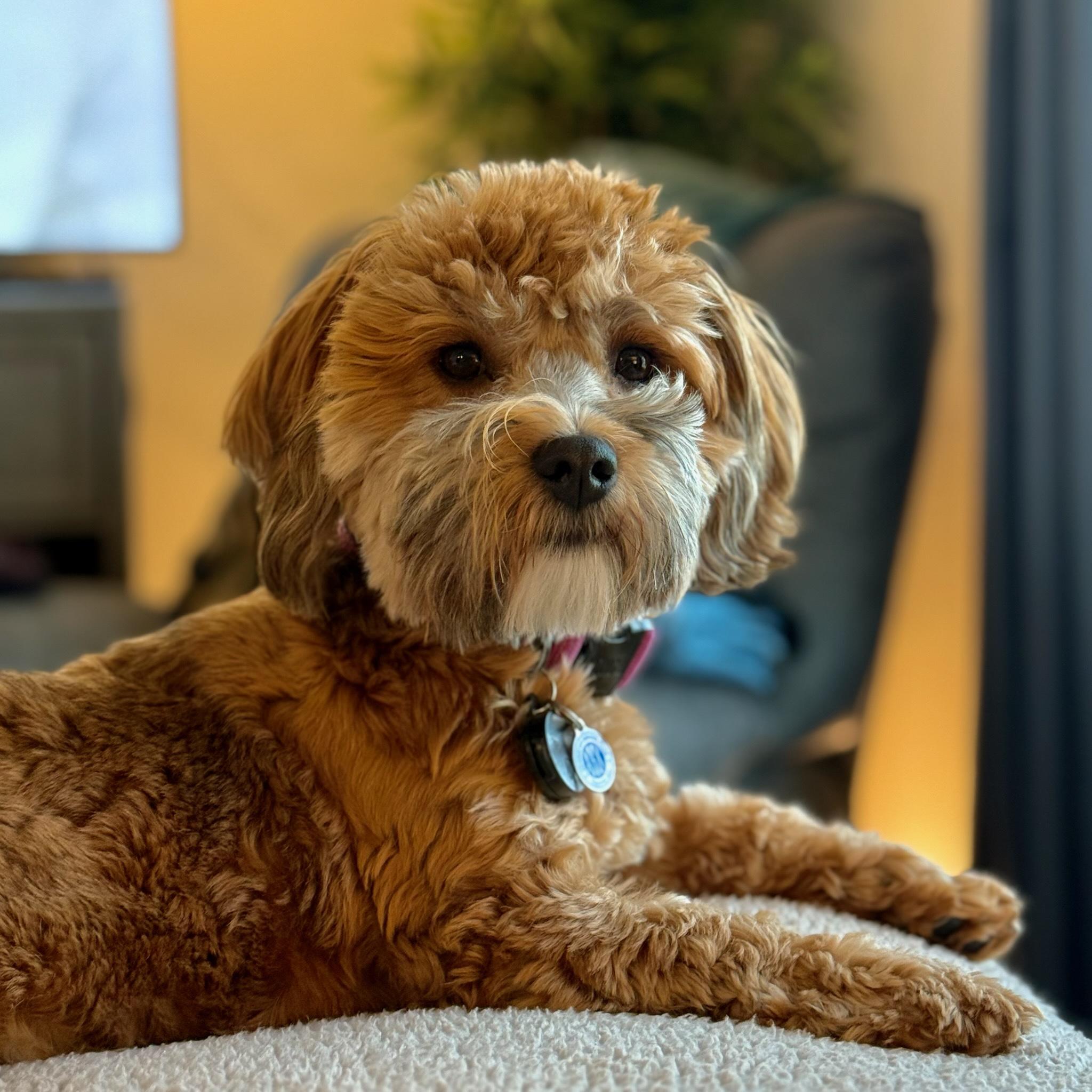 Lucy
