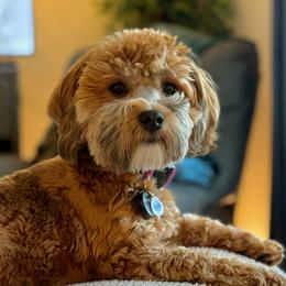 Lucy - Havanese