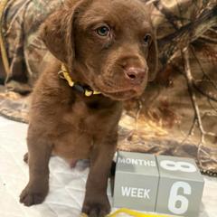 Yellow Dot - Brown male Chesapeake Bay Retriever puppy in Wisconsin Dells, Wisconsin from Kilbourn Chesapeakes
