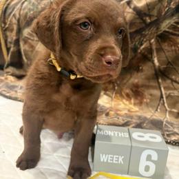 Yellow Dot - Brown male Chesapeake Bay Retriever puppy in Wisconsin Dells, Wisconsin from Kilbourn Chesapeakes