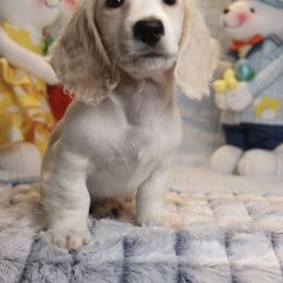 Rolls - Piebald Dachshund puppy in Murfreesboro, Tennessee from Kimbrie's Dream Cream Doxies