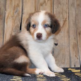 Halo - Red merle male Australian Shepherd puppy in San Tan Valley, Arizona from Mott Ranch - Blazin' Sun Aussies