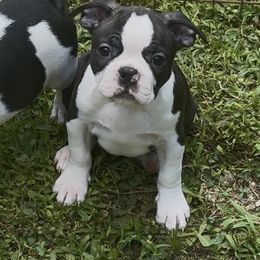 Tres - Black and white male Companion Cross puppy in Georgia from KD’s K9 Oasis