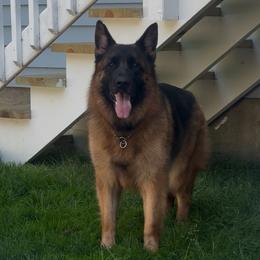 Padme - German Shepherd