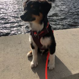Australian Shepherd Puppies from CassLee Australian Shepherds