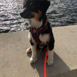 Australian Shepherd Puppies from CassLee Australian Shepherds