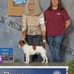 Jack Russell Terriers from Happy Jack Farm