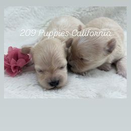 Female 2 - Apricot Maltipoo puppy in Denair, California from Maltipoopuppiescalifornia