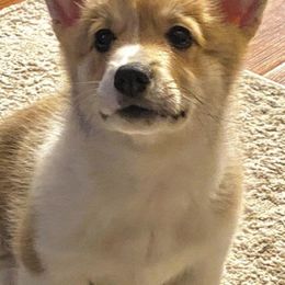 American Corgis from Fleur d'Elite Kennels