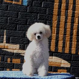 Poodle Puppies from Adagio Toy Poodles