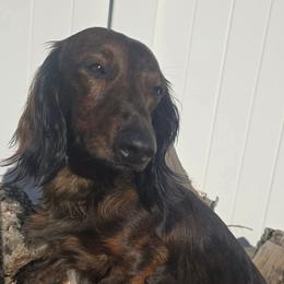 Fynn - Dachshund