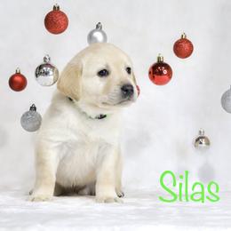 Labrador Retriever Puppies from AGL Retrievers