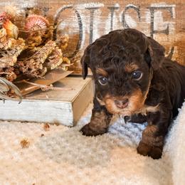 Charlie - Chocolate brindle female Havapoo puppy in Marquand, Missouri from Perfectly Playful Doodles