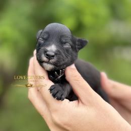 AKC Black Boy 1 - Black male Miniature Schnauzer puppy in Lake Placid, Florida from Love Giver Schnauzers