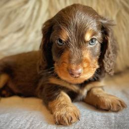 Chocolate Boy - Chocolate and tan male Dachshund puppy in North Port, Florida from Jessica Louise Dachshunds