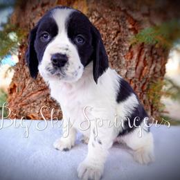 Boy 3 - Black and white male English Springer Spaniel puppy in Great Falls, Montana from Big Sky Springers